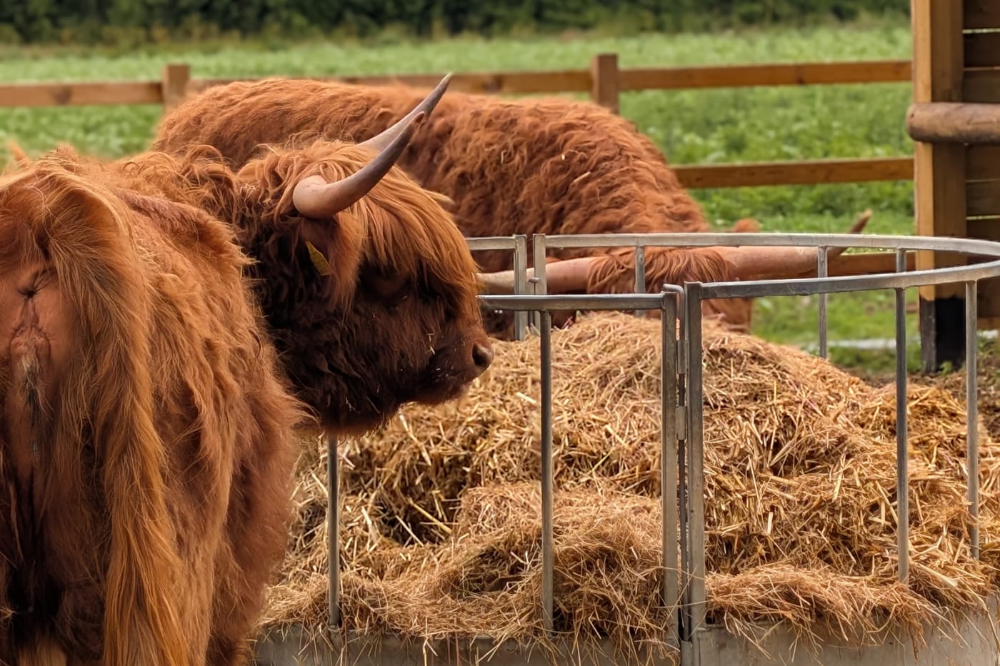 Highland cows at Camp Quex